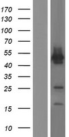 ls009687 greb1 human over expression lysates nm 033090 wb testing 2