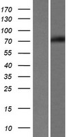 EDEM1 Human Over-expression Lysates NM_014674