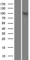 ls009701 saps2 ppp6r2 human over expression lysates nm 014678 wb testing 1