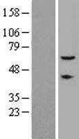 ls009702 cep57 human over expression lysates nm 014679 wb testing 1