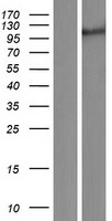 ls009711 rubicon rubcn human over expression lysates nm 014687 wb testing 1