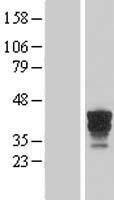 FAM131B Human Over-expression Lysates NM_014690