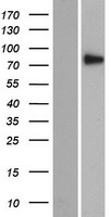 ls009717 sec14l5 human over expression lysates nm 014692 wb testing 1