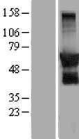 ls009721 g protein regulated inducer of neurite outgrowth 2 gprin2 human over expression lysates nm 014696 wb testing 1