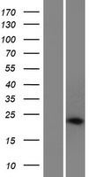 CAPON (NOS1AP) Human Over-expression Lysates NM_001126060