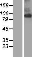 ls009725 tmem63a human over expression lysates nm 014698 wb testing 1
