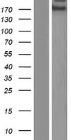 ls009726 znf646 human over expression lysates nm 014699 wb testing 1