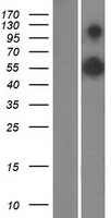 ls009727 rab11fip3 human over expression lysates nm 001142272 wb testing 1