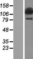 ls009728 secisbp2l human over expression lysates nm 014701 wb testing 1