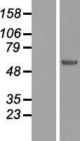 HDAC9 Human Over-expression Lysates NM_014707