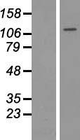 HDAC9 Human Over-expression Lysates NM_178423