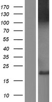 CLSTN3 Human Over-expression Lysates NM_014718