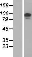 F115A (TCAF1) Human Over-expression Lysates NM_014719