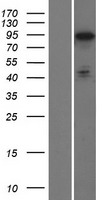 ls009749 phactr2 human over expression lysates nm 001100164 wb testing 1