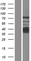 ls009749 phactr2 human over expression lysates nm 014721 wb testing 2