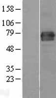 ls009750 ripor2 human over expression lysates nm 015864 wb testing 1