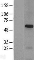 SNPH Human Over-expression Lysates NM_014723