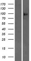 PCDHA9 Human Over-expression Lysates NM_014005