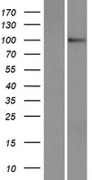 PCDHA9 Human Over-expression Lysates NM_031857
