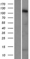 ls009754 stard8 human over expression lysates nm 014725 wb testing 1