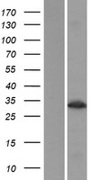 Malectin (MLEC) Human Over-expression Lysates NM_014730