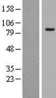 ls009767 phf16 jade3 human over expression lysates nm 001077445 wb testing 3