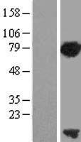 ls009768 pclaf human over expression lysates nm 014736 wb testing 1