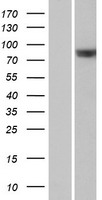 RAPGEF5 Human Over-expression Lysates NM_012294