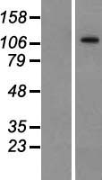 BTF (BCLAF1) Human Over-expression Lysates NM_014739