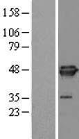 EIF4A3 Human Over-expression Lysates NM_014740