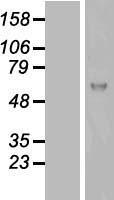 ls009776 kiaa0652 atg13 human over expression lysates nm 014741 wb testing 2