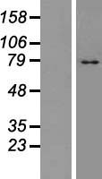 TM9SF4 Human Over-expression Lysates NM_014742