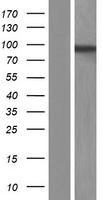 ls009782 matrin 3 matr3 human over expression lysates nm 001194956 wb testing 3
