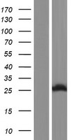 SPCS2 Human Over-expression Lysates NM_014752