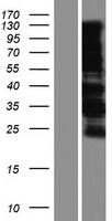 ls009794 maml1 human over expression lysates nm 014757 wb testing 1