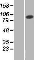 TATDN2 Human Over-expression Lysates NM_014760