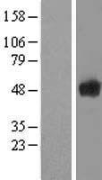 ls009805 scrn1 human over expression lysates nm 001145513 wb testing 1