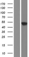 ls009805 scrn1 human over expression lysates nm 001145514 wb testing 3