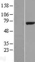 SPOCK2 Human Over-expression Lysates NM_014767