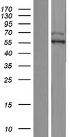 ls009812 dele1 human over expression lysates nm 014773 wb testing 1