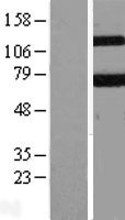 KEAP1 Human Over-expression Lysates NM_203500