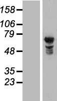 ls009818 nupl1 nup58 human over expression lysates nm 014089 wb testing 1