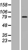 ls009823 armcx2 human over expression lysates nm 177949 wb testing 2