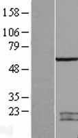 SPATA2 Human Over-expression Lysates NM_006038