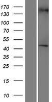 RGP1 Human Over-expression Lysates NM_001080496