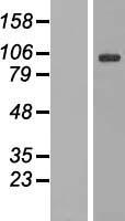 ls009829 dnajc6 human over expression lysates nm 014787 wb testing 1