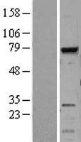 MELK Human Over-expression Lysates NM_014791