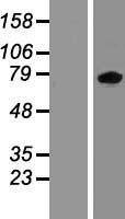 ls009841 zbt24 zbtb24 human over expression lysates nm 014797 wb testing 1