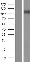 ls009843 hephaestin heph human over expression lysates nm 014799 wb testing 2