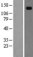 ls009843 hephaestin heph human over expression lysates nm 138737 wb testing 1